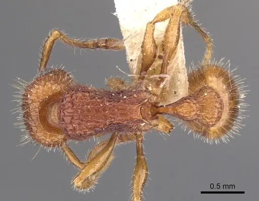 Tetramorium spinosum specimen CASENT0901047 image casent0901047_1