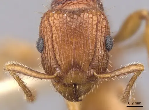 Tetramorium spinosum specimen CASENT0901047 image casent0901047_2