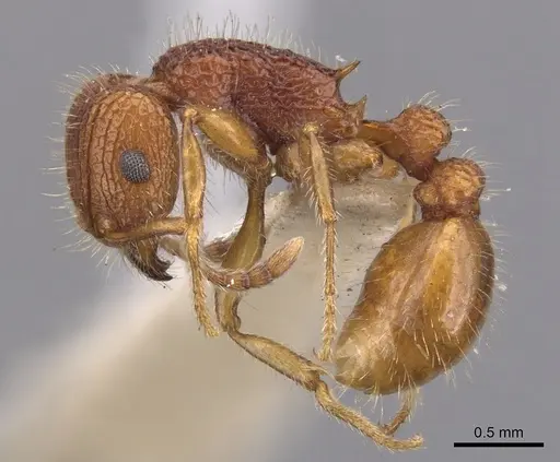 Tetramorium spinosum specimen CASENT0901047 image casent0901047_3