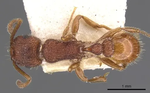 Tetramorium spinosum specimen CASENT0901048 image casent0901048_1