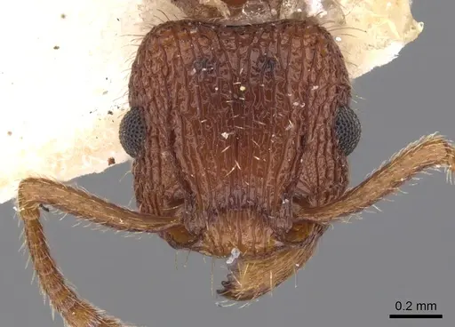 Tetramorium spinosum specimen CASENT0901048 image casent0901048_2