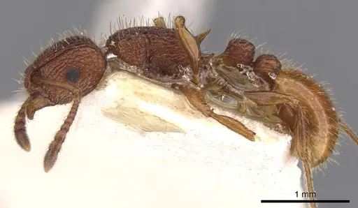 Tetramorium spinosum specimen CASENT0901048 image casent0901048_3