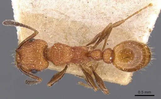 Tetramorium spinosum specimen CASENT0909195 image casent0909195_1