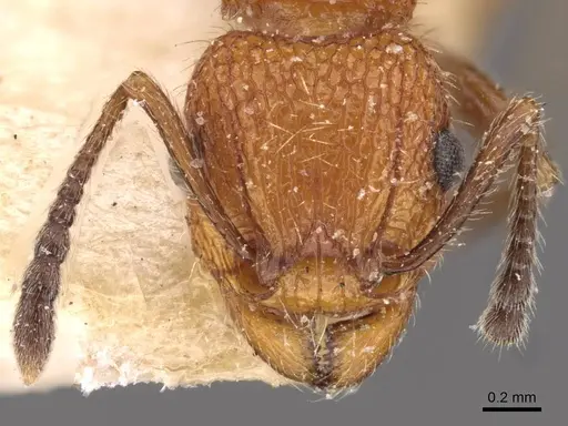 Tetramorium spinosum specimen CASENT0909195 image casent0909195_2