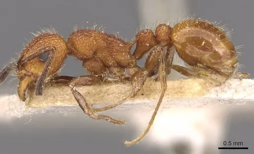 Tetramorium spinosum specimen CASENT0909195 image casent0909195_3
