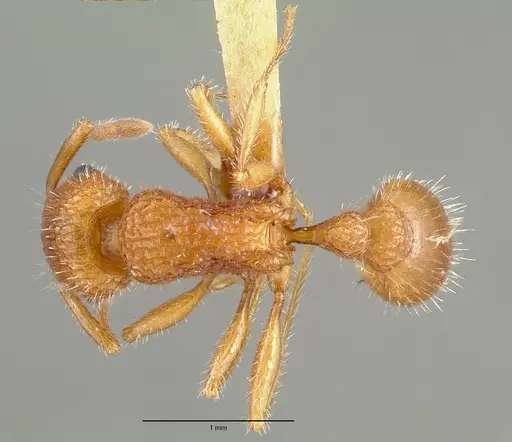 Tetramorium spinosum specimen CASTYPE00654 image castype00654_1