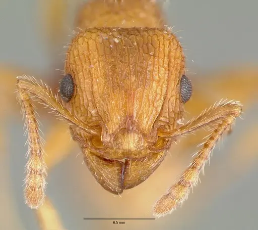 Tetramorium spinosum specimen CASTYPE00654 image castype00654_2