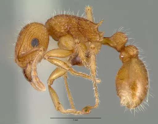 Tetramorium spinosum specimen CASTYPE00654 image castype00654_3