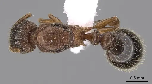 Tetramorium squaminode specimen CASENT0914584 image casent0914584_1