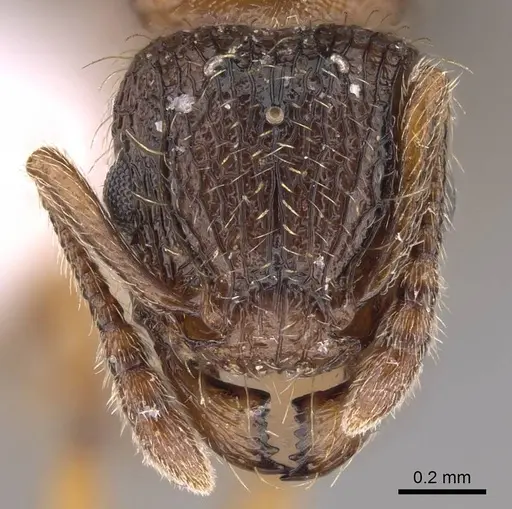 Tetramorium squaminode specimen CASENT0914584 image casent0914584_2