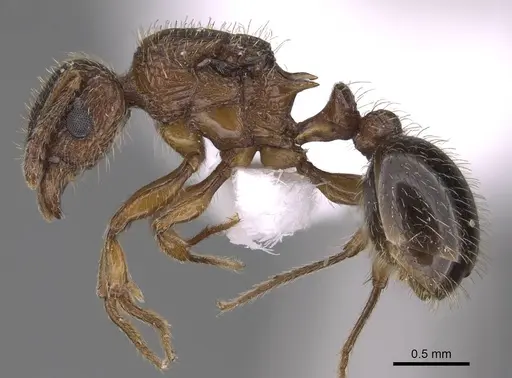 Tetramorium squaminode specimen CASENT0914584 image casent0914584_3