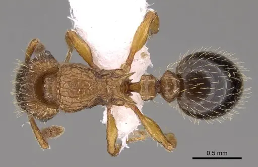 Tetramorium squaminode specimen CASENT0914585 image casent0914585_1
