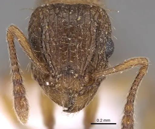 Tetramorium squaminode specimen CASENT0914585 image casent0914585_2