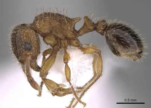 Tetramorium squaminode specimen CASENT0914585 image casent0914585_3