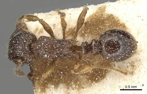 Tetramorium squaminode specimen CASENT0915083 image casent0915083_1