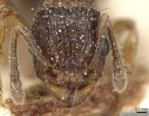 Tetramorium squaminode specimen CASENT0915083 image casent0915083_2