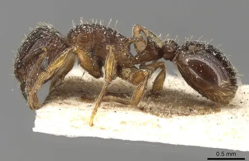 Tetramorium squaminode specimen CASENT0915083 image casent0915083_3