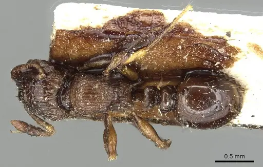 Tetramorium squaminode specimen CASENT0915421 image casent0915421_1