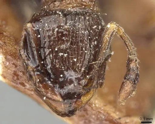 Tetramorium squaminode specimen CASENT0915421 image casent0915421_2