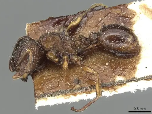 Tetramorium squaminode specimen CASENT0915421 image casent0915421_3