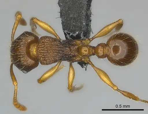 Tetramorium steinheili specimen CASENT0024633 image casent0024633_1