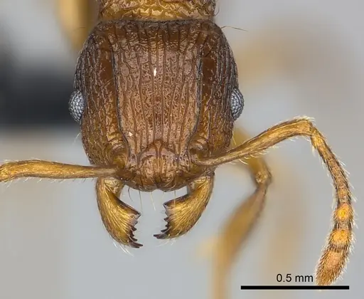 Tetramorium steinheili specimen CASENT0024633 image casent0024633_2