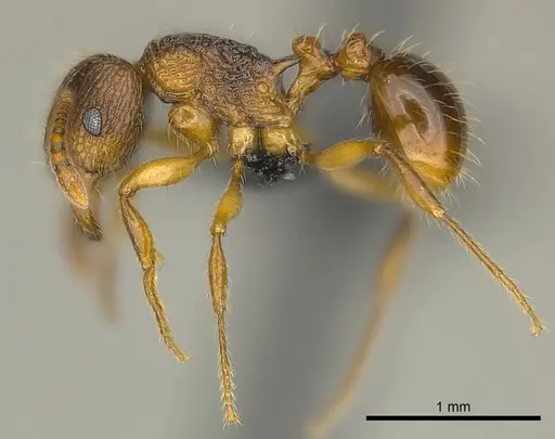 Tetramorium steinheili specimen CASENT0024633 image casent0024633_3