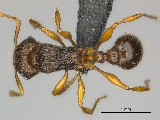 Tetramorium steinheili specimen CASENT0024655 image casent0024655_1