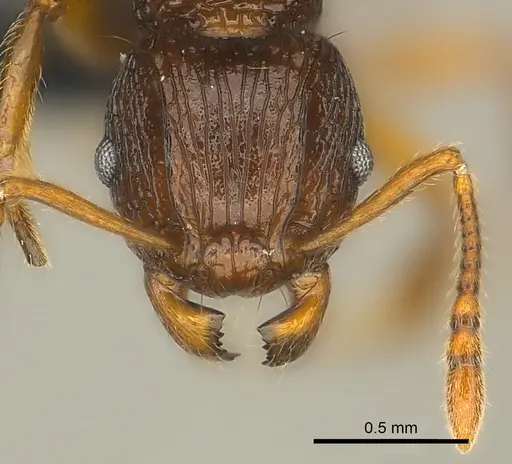 Tetramorium steinheili specimen CASENT0024655 image casent0024655_2