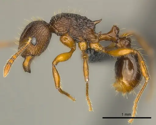 Tetramorium steinheili specimen CASENT0024655 image casent0024655_3