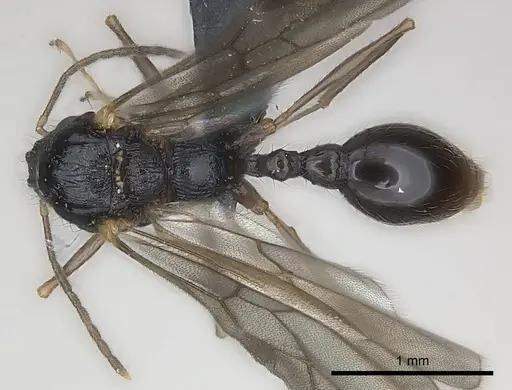 Tetramorium steinheili specimen CASENT0060794 image casent0060794_1
