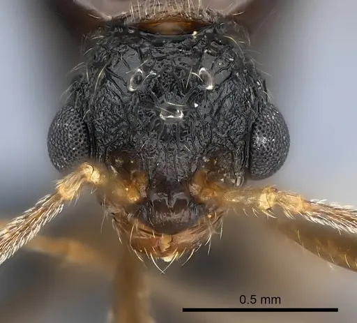 Tetramorium steinheili specimen CASENT0060794 image casent0060794_2