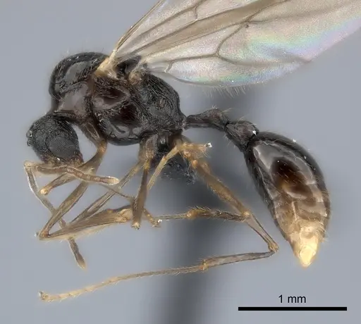 Tetramorium steinheili specimen CASENT0060794 image casent0060794_3