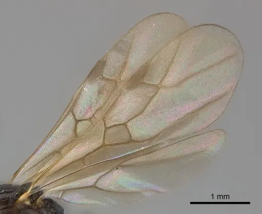 Tetramorium steinheili specimen CASENT0060794 image casent0060794_4