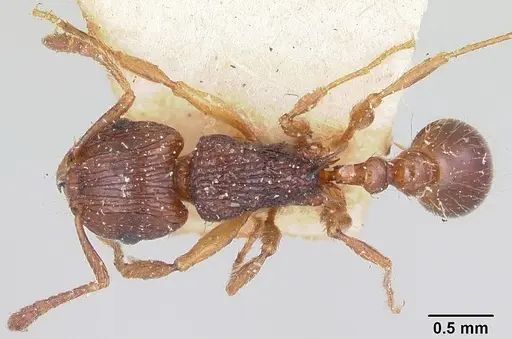 Tetramorium steinheili specimen CASENT0101257 image casent0101257_1