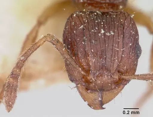 Tetramorium steinheili specimen CASENT0101257 image casent0101257_2