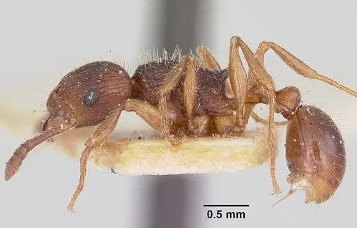 Tetramorium steinheili specimen CASENT0101257 image casent0101257_3