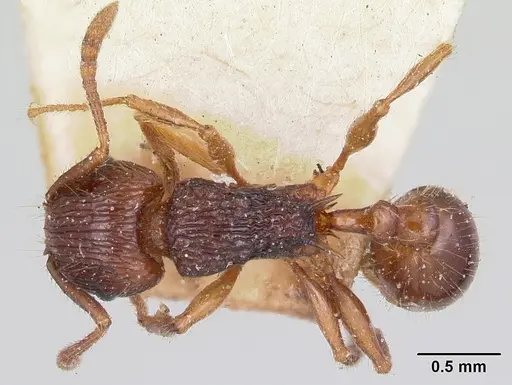Tetramorium steinheili specimen CASENT0101258 image casent0101258_1