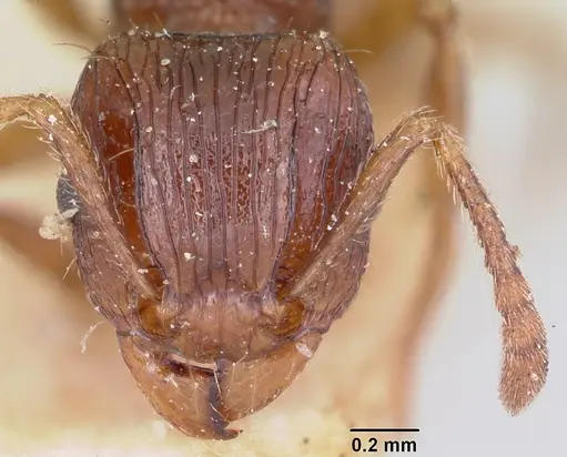 Tetramorium steinheili specimen CASENT0101258 image casent0101258_2