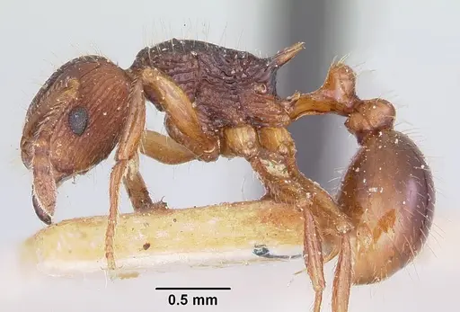 Tetramorium steinheili specimen CASENT0101258 image casent0101258_3