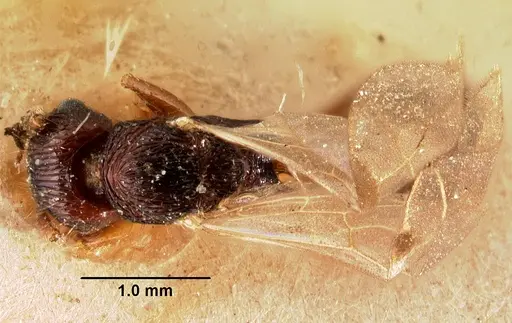 Tetramorium steinheili specimen CASENT0101491 image casent0101491_1