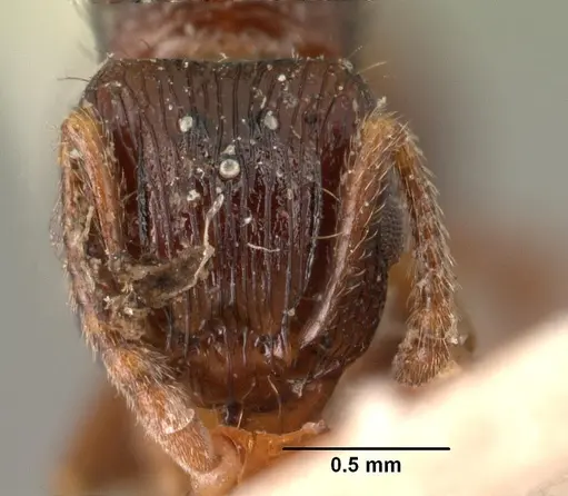 Tetramorium steinheili specimen CASENT0101491 image casent0101491_2