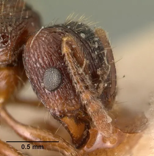 Tetramorium steinheili specimen CASENT0101491 image casent0101491_3