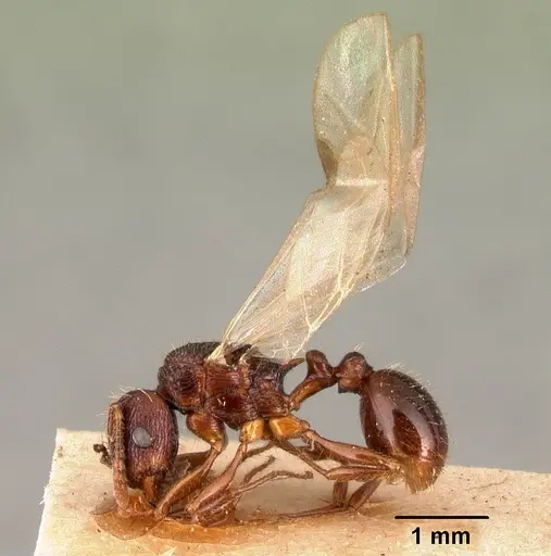 Tetramorium steinheili specimen CASENT0101491 image casent0101491_4
