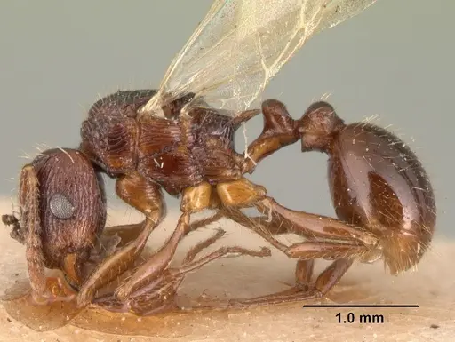 Tetramorium steinheili specimen CASENT0101491 image casent0101491_5