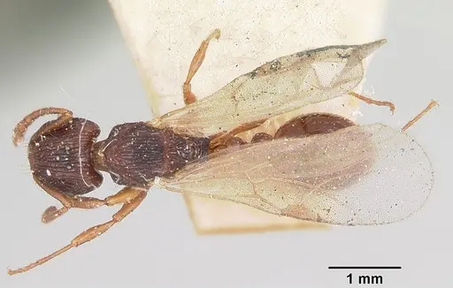 Tetramorium steinheili specimen CASENT0101566 image casent0101566_1