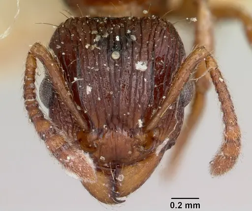 Tetramorium steinheili specimen CASENT0101566 image casent0101566_2