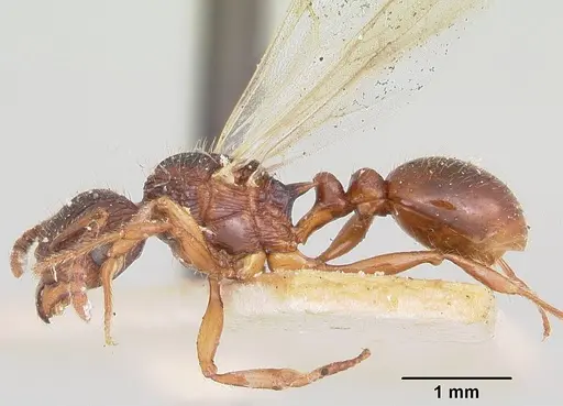 Tetramorium steinheili specimen CASENT0101566 image casent0101566_3