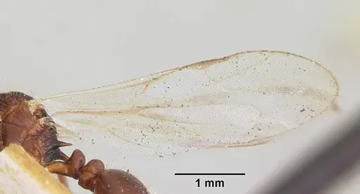 Tetramorium steinheili specimen CASENT0101566 image casent0101566_4