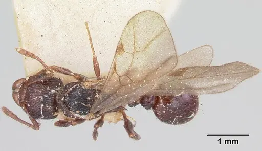Tetramorium steinheili specimen CASENT0101801 image casent0101801_1